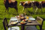 Tisch mit Essen neben grasen Kühen