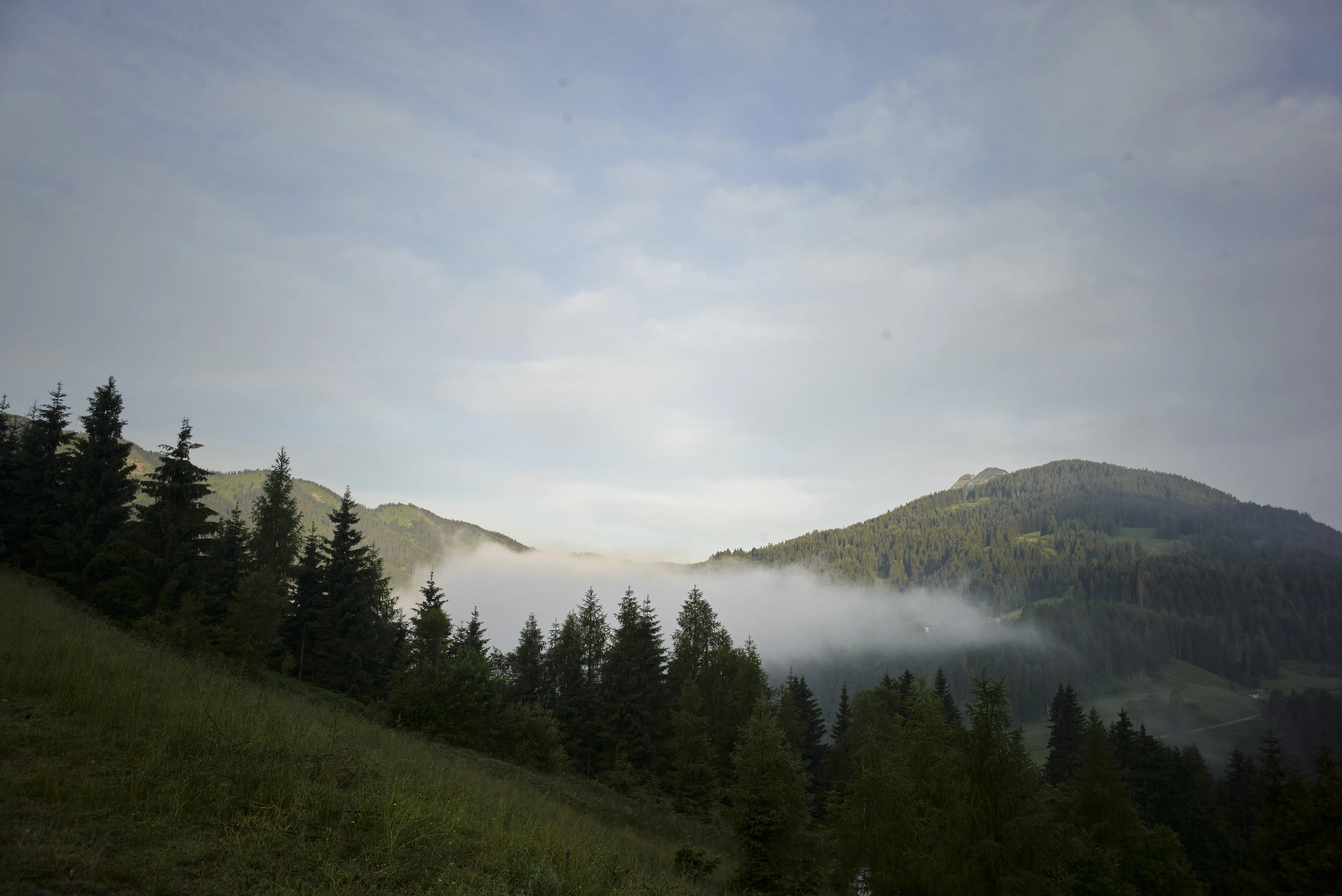Berglandschaft mit Nebel und Nadelbäumen