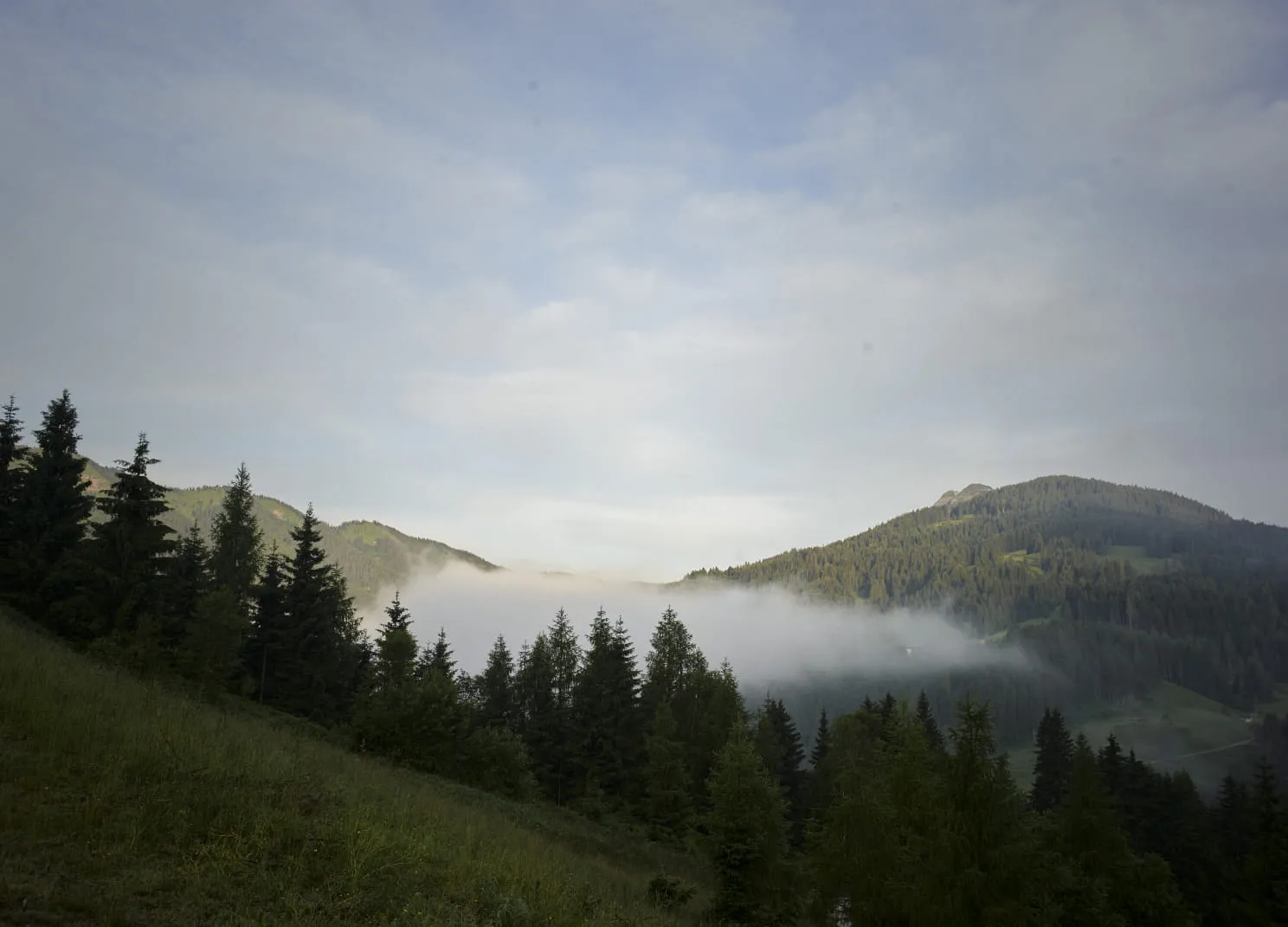 Nebeliger Tal zwischen grünen Hügeln und Kiefern